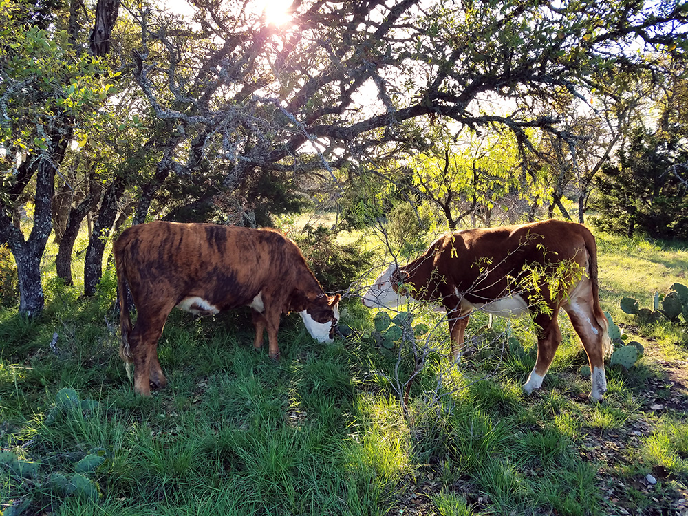 heifers under tree in sunlit green landscape