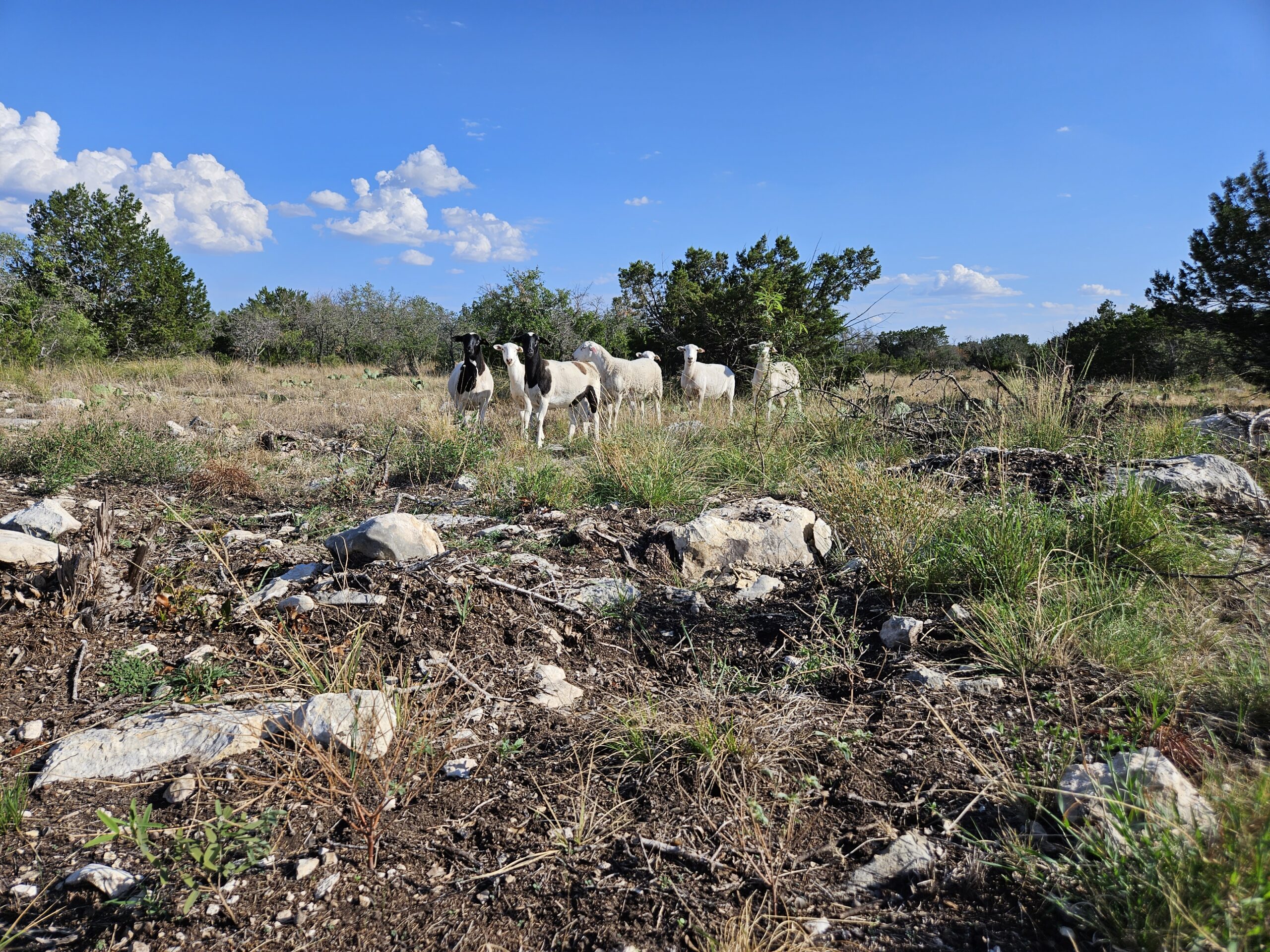 A herd of sheep in a semi-arid environment.