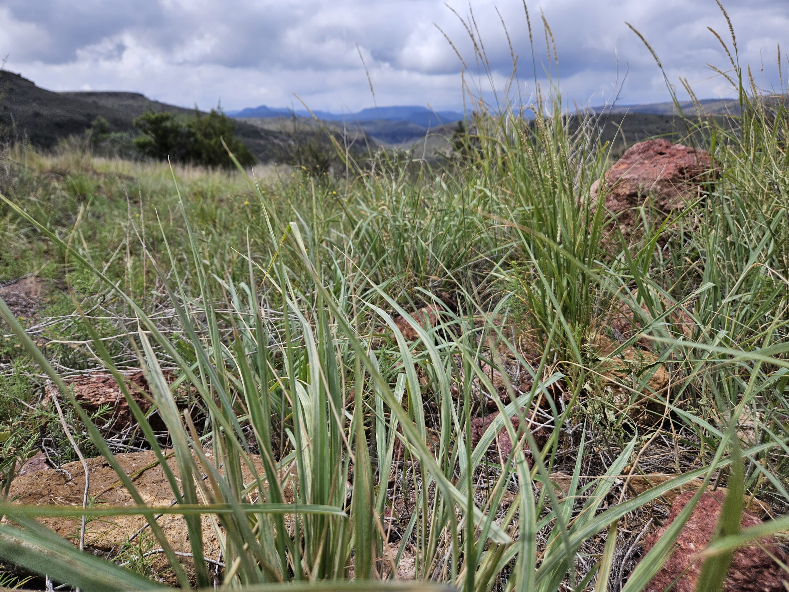 A grassland landscape with hills in the distance.